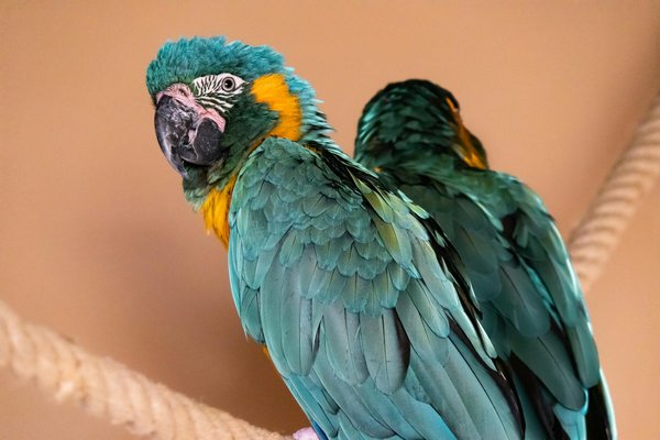 Comment l'agriculture durable peut-elle bénéficier à la faune locale?