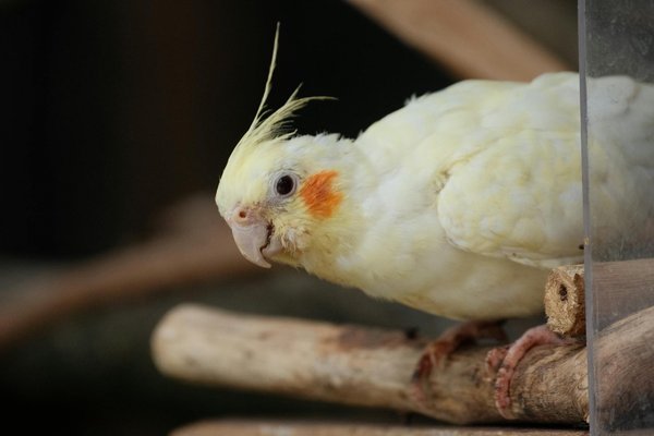 Meilleur fontaine à eau chat : guide 2025 pour unhydratation optimale