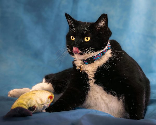 Découvrez l'éducation canine sur mesure à grenoble