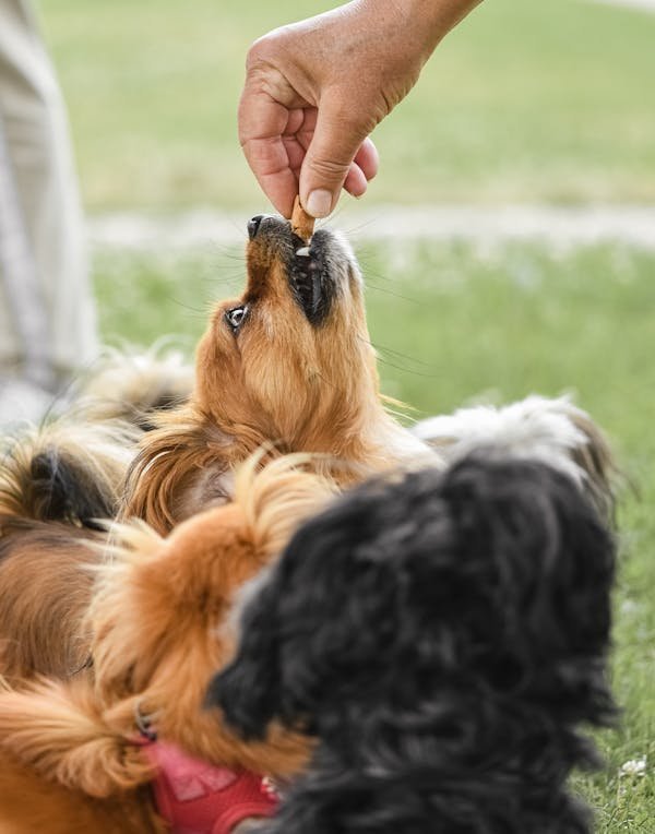 Découvrez les avantages d'un fournisseur de friandises canines