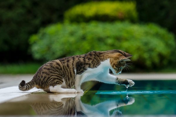 Top 2025 water fountain choices for optimal cat hydration